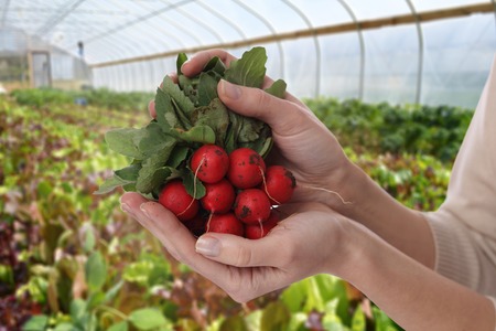 Woman farmer holding Fresh organic radishes close up. Healthy eating and lifestyle concept