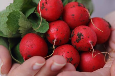 Woman holding Fresh organic radishes close up. Healthy eating and lifestyle conceptの写真素材