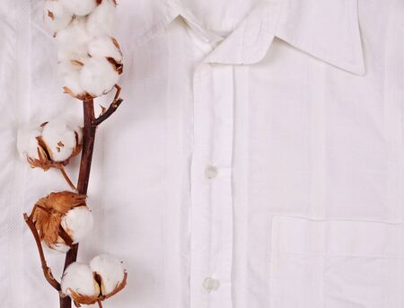 Organic Cotton plant flower branch on white shirt backgroundの写真素材