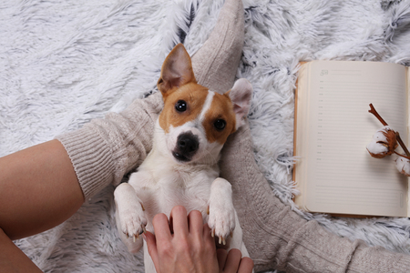 Woman in cozy home wear relaxing at home playing with dog Jack Russel terrier, top view. Soft, comfy lifestyle.の写真素材