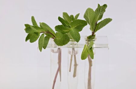 Fresh mint bunch on white backgroundの写真素材