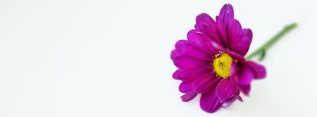 Horizontal picture of magenta purple flower isolated on a white background in right part. Macro. Cover. Big shaggy flower. For design. Dahlia. Copy space for text.の写真素材