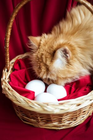 Vertical picture of red half persian cat with yellow eyes sniffing willow basket with easter white eggs on red background. Healthy organic food. Original easter cardの写真素材
