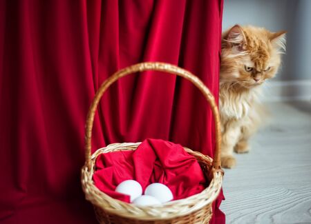Horizontal picture of red half persian cat with yellow eyes looking away from willow basket with easter white eggs on red background. Healthy organic food. Original easter cardの写真素材