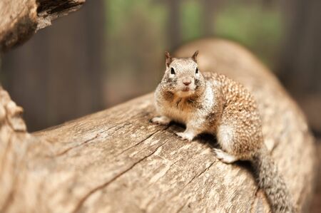 Horizontal closeup portrait view of grey squirrel sitting on lag and looking away in Yosemite...