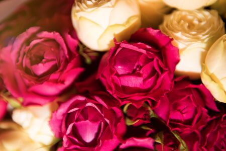 Closeup bouquet of fresh red and white roses. Valentines day, women day, mothers day, spring, romance and love. Rose symbol of love. First spring flowers. Background with flowersの写真素材