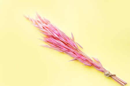 Top view of pink spikelets on a yellow background. Design. Spring and summer texture. Mothers Day, Womens Day, March 8th background. Copy space for textの写真素材
