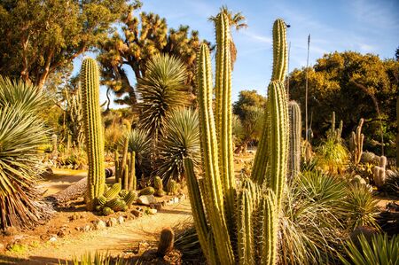 Horizontal scenic view of Arizona cactus garden in Stanford university, Palo Alto, California, USA. Botanical cactus garden in sunny day with blue sky. Travel tourism destination. Botanic education.の写真素材