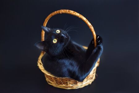 Portrait of shorthair black cat with big yellow eyes sitting in wicker basket on black background. Studio professional photoshoot of black cat.の写真素材