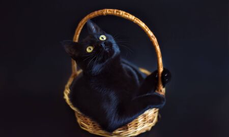 Portrait of shorthair black cat with big yellow eyes sitting in wicker basket on black background. Studio professional photoshoot of black cat.の写真素材