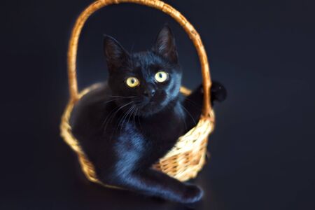 Portrait of shorthair black cat with big yellow eyes sitting in wicker basket on black background. Studio professional photoshoot of black cat.の写真素材