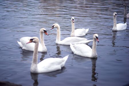 Closeup of group of swans swimming in Vltava river in dusk. Blue water of river in twilight with a lot of birds swans. Swans in Prague, Czech Republic.の写真素材