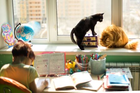 Social distance during quarantine, self-isolation, remote online education concept. School kid in soft focus trying to learn at home in bright colorful room in sunny day with cats on windowの写真素材