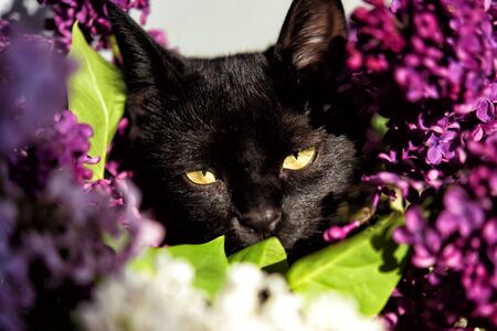 Portrait of black cat with yellow eyes looking from bouquet of white, violet and purple lilac. Animal and flower background. Domestic cat after sterilization and vaccination in spring flowersの写真素材