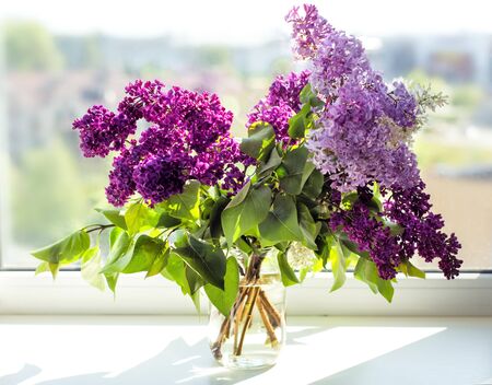 Bouquet of white, purple and violet lilac in glass jar on window sill with hard light. Spring lilac floral blossom background. Aroma. Allergyの写真素材