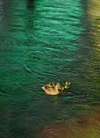 Vertical picture of duck with cute ducklings, duck babies, following mother, lake, symbolic figurative harmonic peaceful animal family portrait following team grouping together group safety harmonyの写真素材