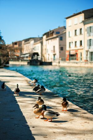 Female and male ducks drake walking on stone seafront near river in Isle sur la Sorgue village in Provence, France in sunny summer day with stone houses on background. Birds and wildlife concept.の写真素材