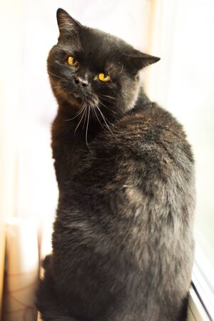 Vertical portrait of black cat with yellow eyes looking in camera. Homeless cat after eyes surgery and medical treatment looking for new home. Veterinarian vaccination and sterilizationの写真素材