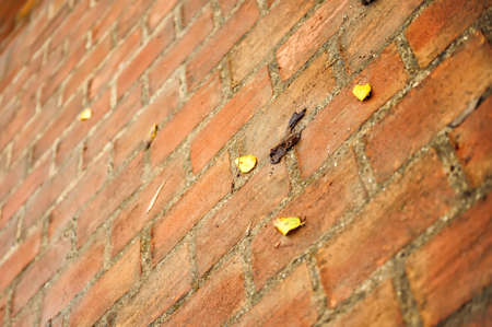 Diagonal red brick background with yellow autumn leaves. Selective focus. Texture of beautiful diagonal brick wall. Place for text. Advertising building materials.の写真素材