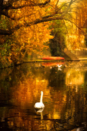 Vertical scenery autumn view of Vltava River with swans swimming by riverbank in Old Town Prague, Czech Republic. Prague with yellow leaves in fall. Travel and tourism destinationの写真素材