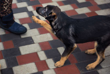 Homeless black puppy gives in animal shelter. A mongrel puppy is looking for a home, waiting for family to adopt dog. Homeless small dogの写真素材