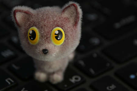 kitten on the keyboardの写真素材