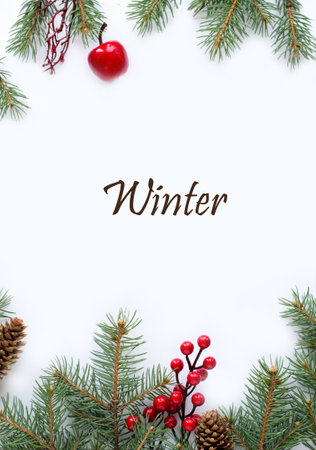Fir tree branches on white backgroundの写真素材