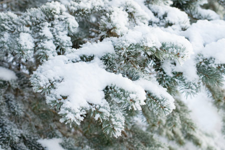Fir tree branches under snowの写真素材