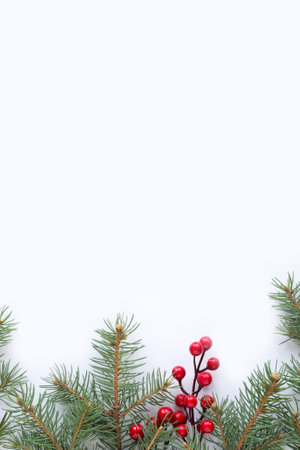 Fir tree branches on white backgroundの写真素材