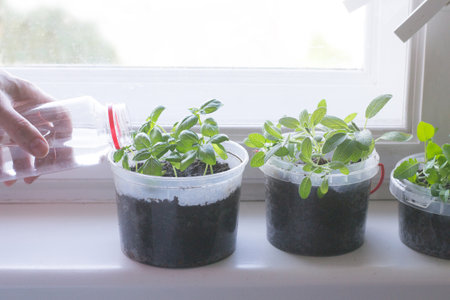 Sage, basil in home herb garden. Hand of woman who water herbsの写真素材