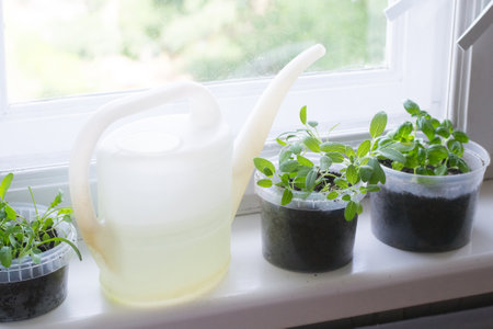Sage, basil in home herb gardenの写真素材