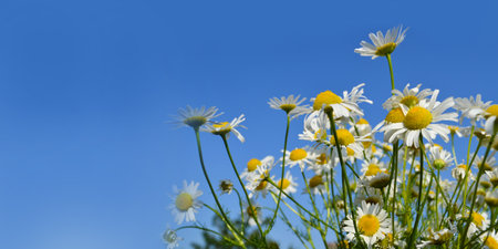 Flowers banner. Daises on blue sky.の写真素材