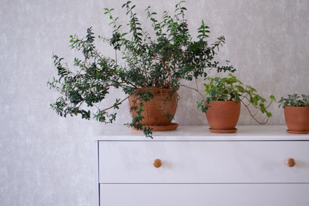 Plants in pots on a white chest of drawers in a room. Myrtle, hedera