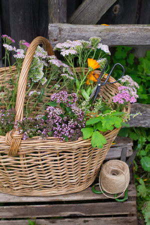 Wicker basket with medicinal herbsの写真素材