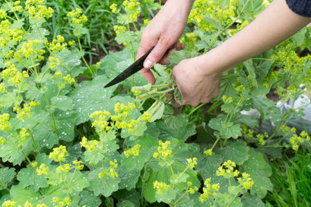 Close-up of woman hands holding knife and cutting plants of Alchemilla or lady's mantle in gardenの写真素材