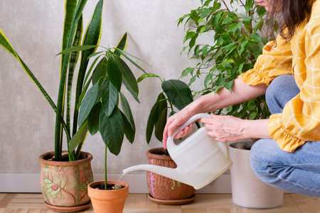 A woman is watering a houseplant in a pot. home gardening.の写真素材