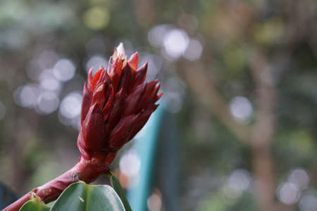 Beautiful Cheilocostus speciosus also known as Cane-reed, Malay Ginger, Spiral Ginger, Wild Ginger, Costus, Crepe-gingerの写真素材