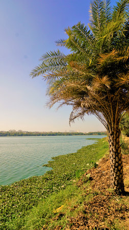 Landscape of Beautiful BTM or Madiwala lake. Mobile wallpaperの写真素材