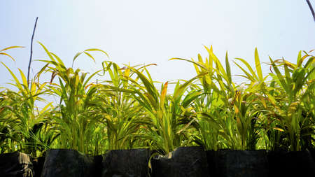 Betel or areca nut plant saplings kept in plastic cover cultivation in a nursery garden in India...