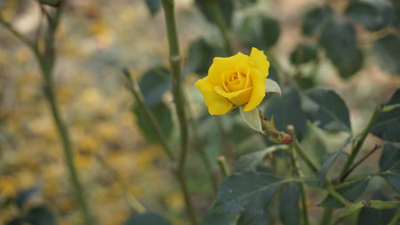 Yellow colour rose flower bloom from farm in a garden. Shot in housr near bangalore