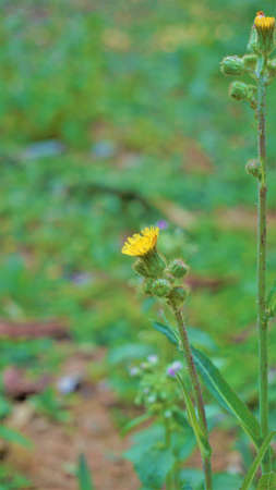 Sonchus asper also known as Spiny sowthistle, Rough milk thistle etc. Flowers spotted in Madiwala lake, Bangalore, Karnataka, Indiaの写真素材