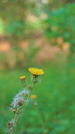 Sonchus asper also known as Spiny sowthistle, Rough milk thistle etc. Flowers spotted in Madiwala lake, Bangalore, Karnataka, Indiaの写真素材