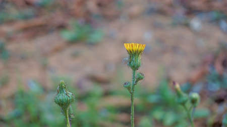 Sonchus asper also known as Spiny sowthistle, Rough milk thistle etc. Flowers spotted in Madiwala lake, Bangalore, Karnataka, Indiaの写真素材