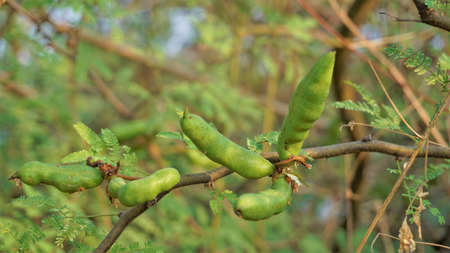 Fresh greenish fruit of Acacia farnesiana also known as Sweet acacia, Huisache etc. Plant spotted in...