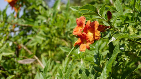 Campsis radicans also known as Trumpet creeper