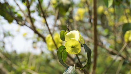 Yellow colour Chinese hatplant flower. Botanical name is Holmskioldia sanguinea. Spotted in Nandi...