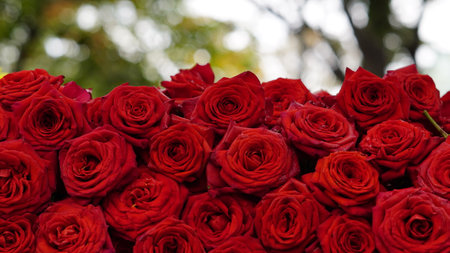 Closeup of red roses background. Natural texture of symbol of love, valentine and celebration