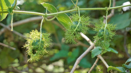 Green unripe Fruit of Passiflora foetida also known as Mossy passionflower, Running pop, Wild water lemon etc. Spotted in BTM or madiwala lakeの写真素材