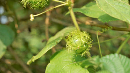 Green unripe Fruit of Passiflora foetida also known as Mossy passionflower, Running pop, Wild water lemon etc. Spotted in BTM or madiwala lakeの写真素材