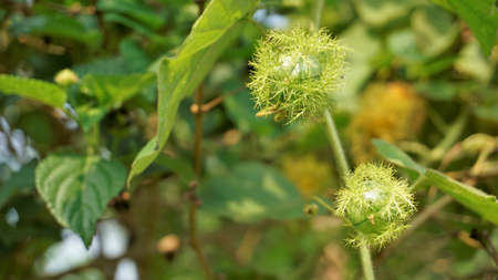 Green unripe Fruit of Passiflora foetida also known as Mossy passionflower, Running pop, Wild water lemon etc. Spotted in BTM or madiwala lakeの写真素材